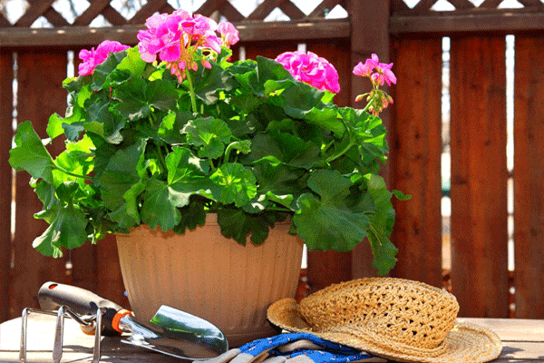 آیا گل شمعدانی سمی است